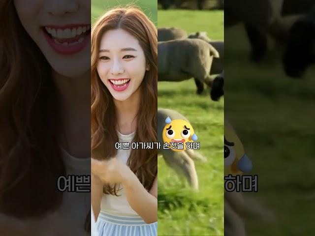 양치기 청년의 선택!! (오른쪽은 양, 왼쪽은 예쁜 아가씨...) #shorts