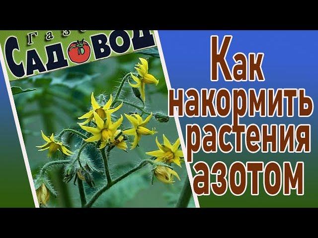 Как накормить растения АЗОТОМ