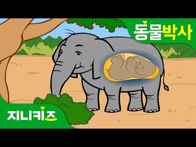 Elephant's Big Belly | Life of Elephant | Animal World | GenikidsKids Science