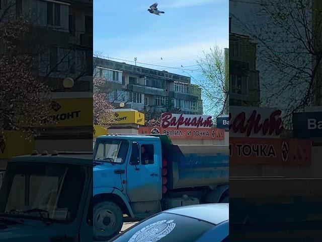 Наливайки сегодня такие)) Крым Евпатория @shorts