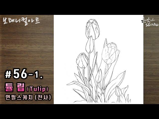 [Flower Draw/Botanical Art] #56-1. Tulip Pencil Sketch. (Flower Drawing Lesson) Pencil Transcription