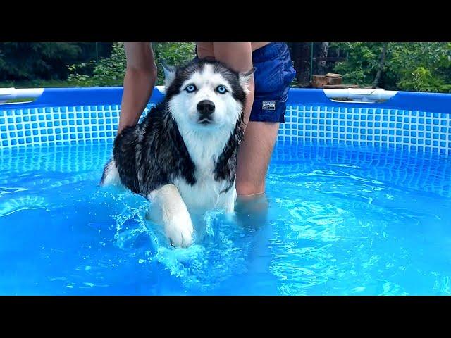 My Husky Didn't Expect This! Dogs In the Pool