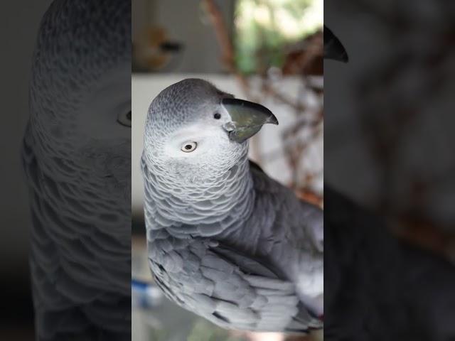 Holly the African grey parrot making bubble sounds | JC169