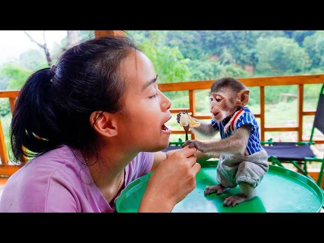 Baby monkey Mimi learns to eat rice with a spoon -Mimi is affectionate with her mother