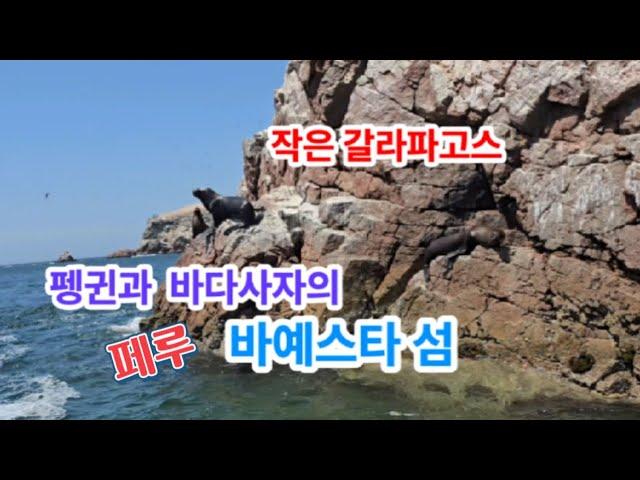 [남미여행]  페루의 갈라파고스 바예스타 섬 Penguins and Sea Lion Paradise in Peru