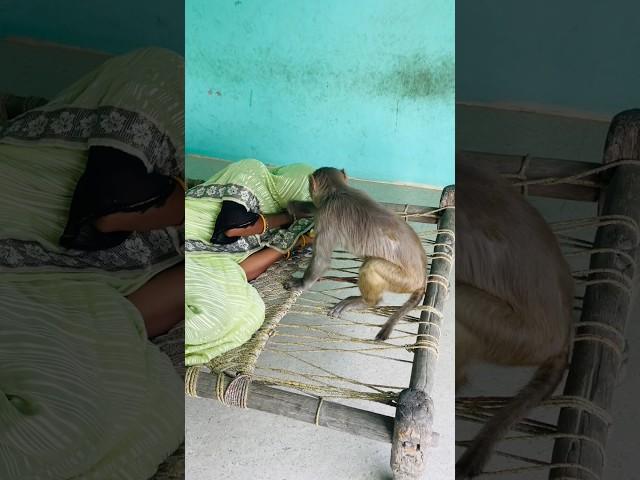 Itni kirpa sanware banaye rakhna #shree_krishna_ringtone #monkeyvideosforkids #monkey