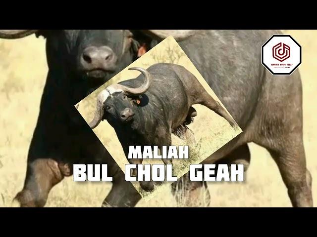 Maliah-Bul Chol Geah (Official Video)