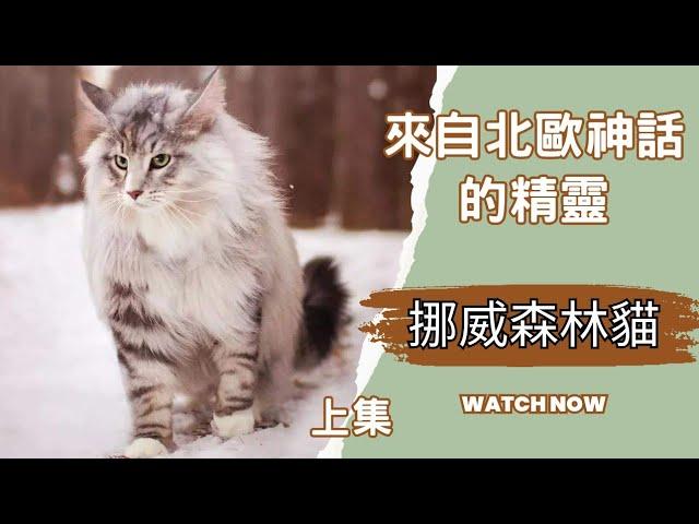 來自北歐神話的精靈-挪威森林貓上集#喵星人#品種貓#cat#大型貓#寵物知識#領養#流浪貓#貓咪故事#挪威森林貓#貓歷史#kitty#新手養貓#認識品種貓#kitty #kitten#chatgpt