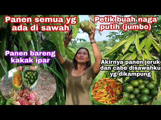 AKIRNYA PANEN JERUK&CABE DI SAWAHKU YG DIKAMPUNG | PANEN BUAH NAGA LANGSUNG DIMAKAN DIBAWAH POHONYA