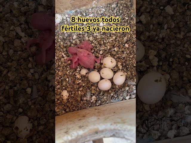 8 huevos fértiles, 3 ya nacieron de periquitos australianos #birds #aviario #aves #lovebirds