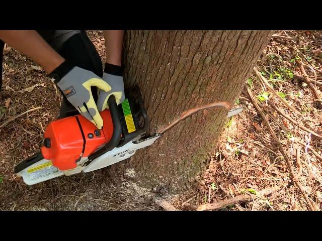 How to Fell a Tree with a Chainsaw