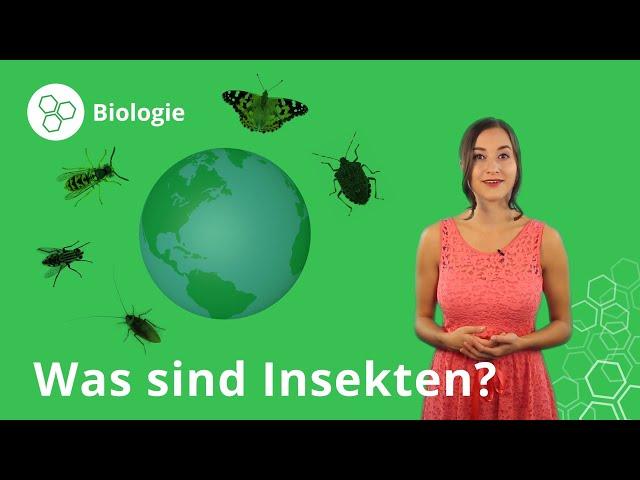 Insekten: Eigenschaften, Körperbau, Fortpflanzung – Biologie | Duden Learnattack