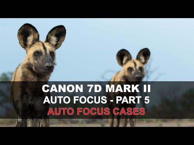 Canon 7D Mark II Auto Focus - Part 5/5: AF Cases