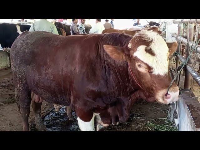 Pasar Hewan Geurugok. banyak sapi disiapkan untuk Qurban Harga 12 sampai 25juta