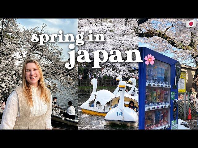 spring in japan  | cherry blossom hunting  inokashira park, shimokitazawa, hanami in west tokyo