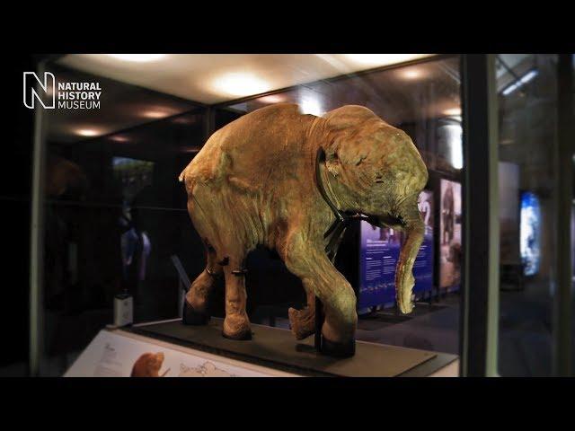 Mammoths: Ice Age Giants - the preview | Natural History Museum