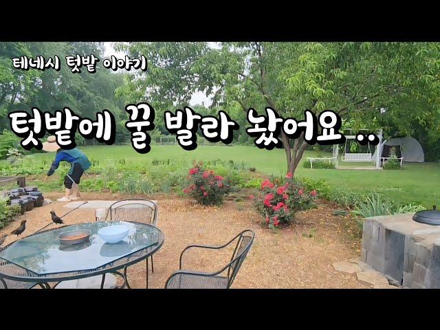 [미국 테네시]  아름다운 시골일상. 비가 와도 텃밭에만 가고 싶어요. #테네시 #시골생활 #비내리는날