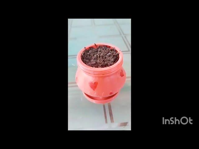 DIY....🪴 waest icecream container used as planters l Home plant parenting channel.