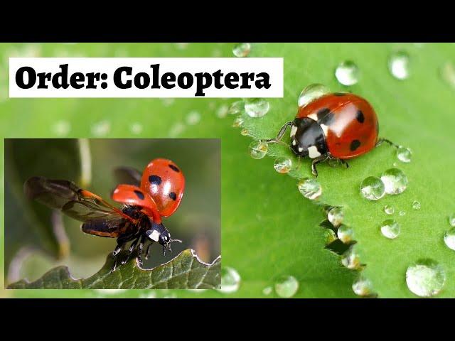 Order Coleoptera