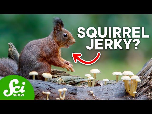 8 Brilliant Ways That Animals Store Food