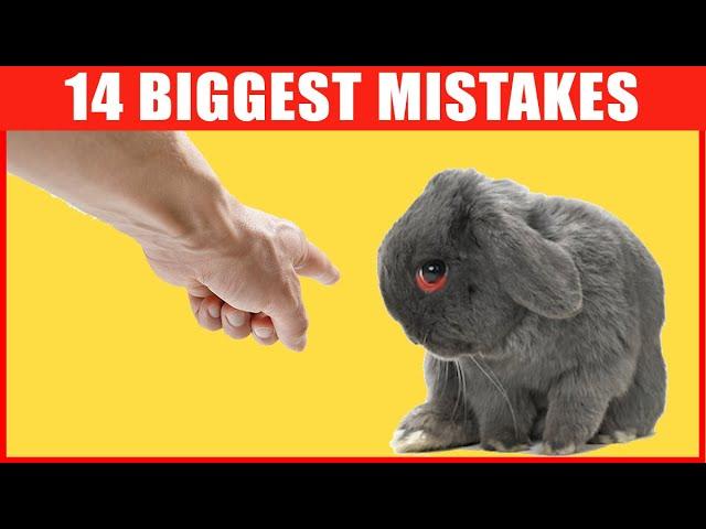 14 Common Mistakes Rabbit Owners Make