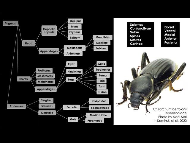 Unlocking the power of morphological data with the Coleoptera Anatomy Ontology