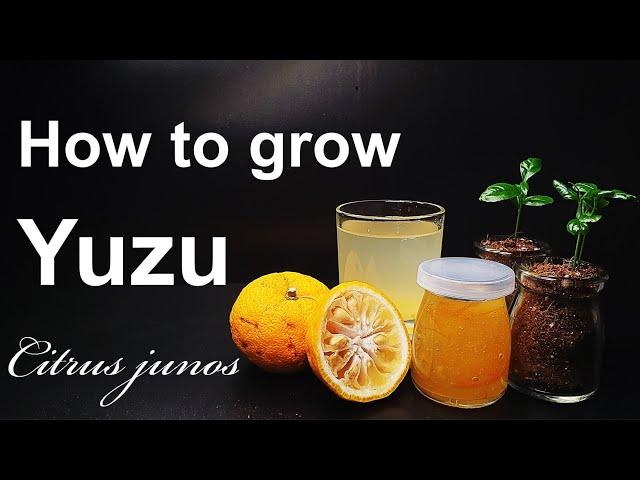 How to grow Yuzu from seed｜Korean citron Yuja｜How to grow #5 Yuzu｜Eng Sub