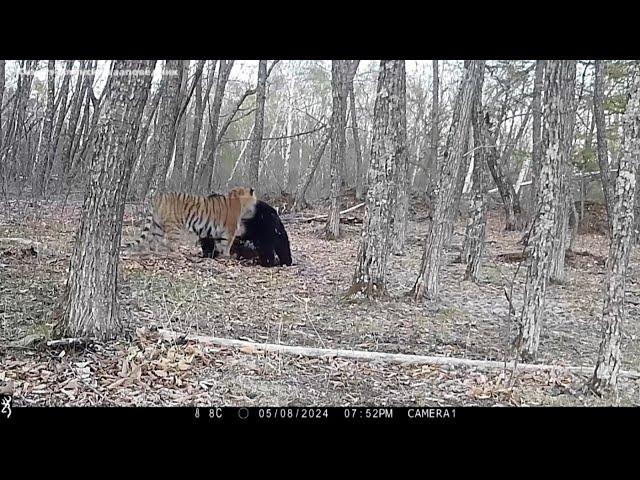 Brown bear vs huge siberian tiger. Amazing size comparison