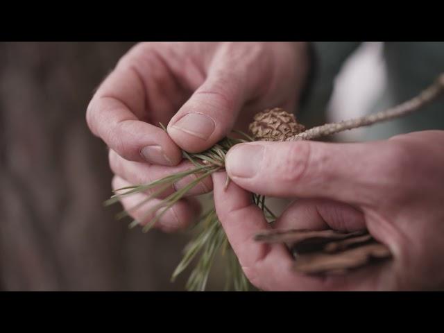 Ireland’s Native Trees - EPISODE 2  SCOTS PINE