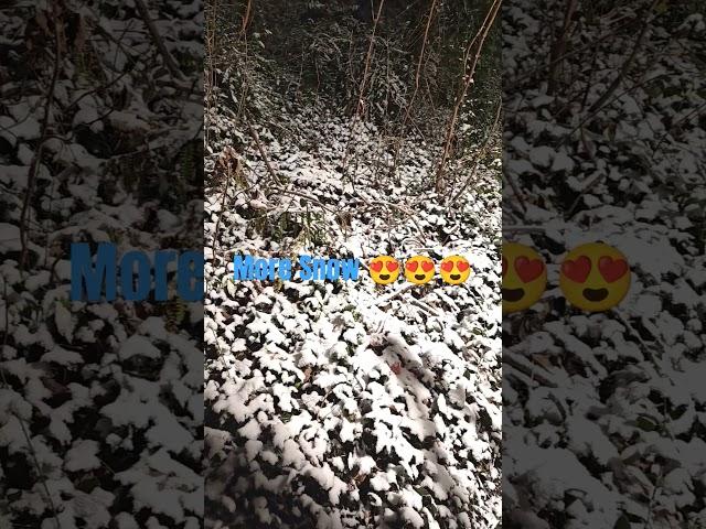 MORE SNOW 
