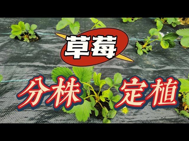 去年的新生草莓苗，定植后长得壮