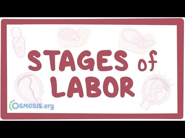 Stages of labor - physiology