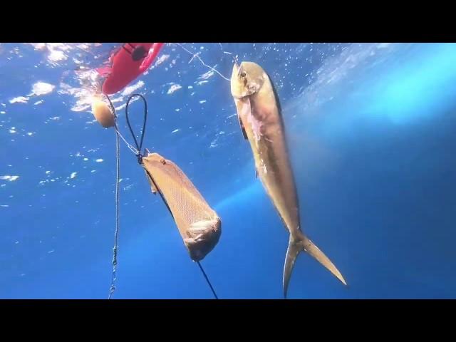 Hawaii Spearfishing 2020 WHAT!?!? Shoreline MAHI!!!