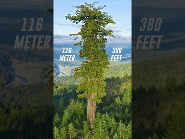 World Ka Sabse Uncha Tree  Hyperion  (Tallest Tree In The World) #viral #shorts #trending