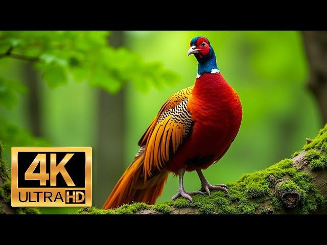 The Most Beautiful Birds In The World - Adventure Into The Natural World - Relaxing Animals 4K