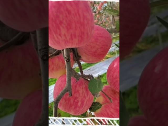 Fruit Video 29 #fruits #fruitvideo #fruitgarden #fruitcutting #fruitvlog #shorts #dreamwork #travel