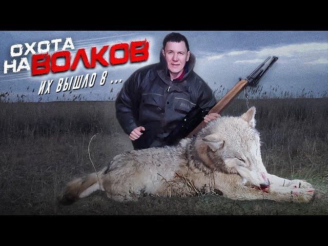 охота на волков.вышло 8 ВОЛКОВ! wolf hunting.wolfsjagd