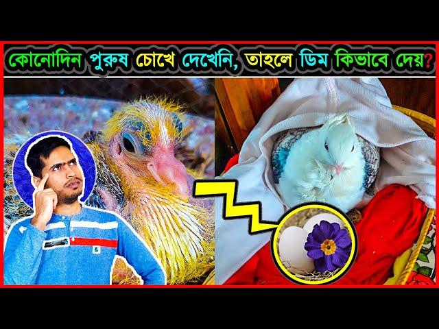  পুরুষ পাখি ছাড়াই মাদি পাখি কিভাবে ডিম দিতে পারে   How can bird lay eggs without mating  jactok