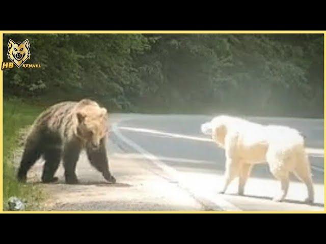 Alabai dog stop Bear Attacks  - Top 5 Animals Face Off