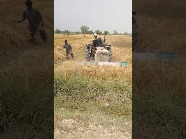 Punjab-Pakistan wheat harvesting begins.پنجاب پاکستان گندم کی کٹائی کا کام شروع