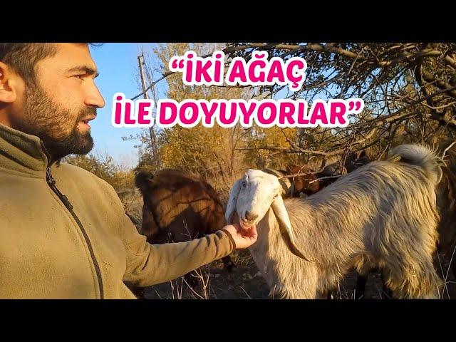 HALEP KEÇİSİ YETİŞTİRİCİLİĞİ | Yaylım & Sohbet