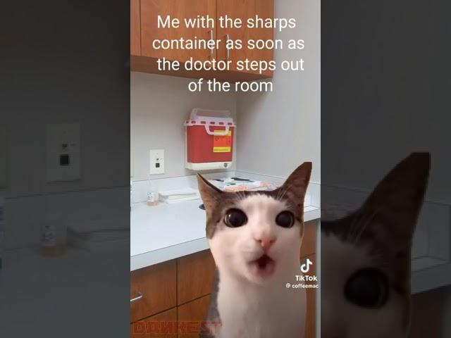 Котик хрустит #memes #tiktok #мем