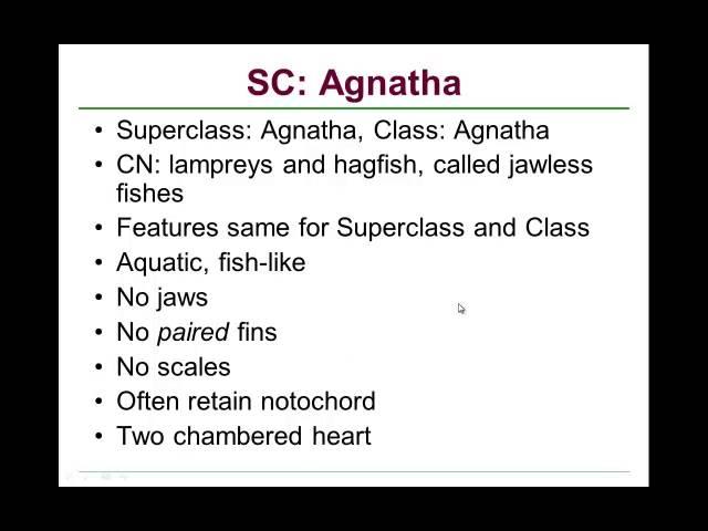 BIO 100 6 1 2 Vertebrates Agnatha MP4