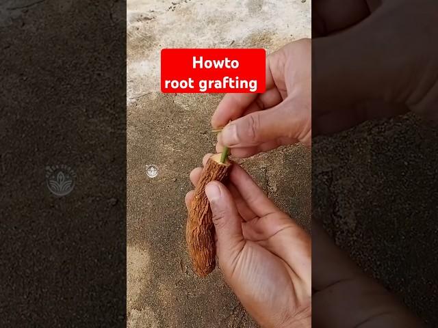 Howto root grafting #grafting #graftingtechnique  #sambungakar #rootgrafting #howtografting