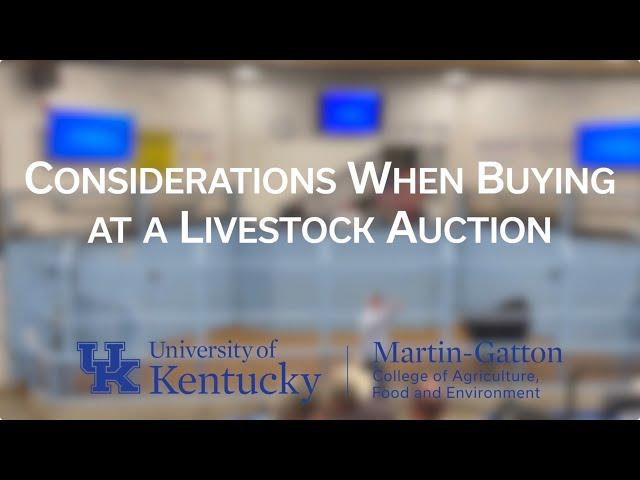 Considerations When Buying at a Livestock Auction