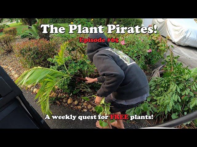 Finding FREE Plants in the trash! The Plant Pirates Episode #65