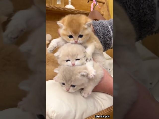  Funny cat videos | cute cats | Try not to laugh | Cat videos Compilation #shorts  