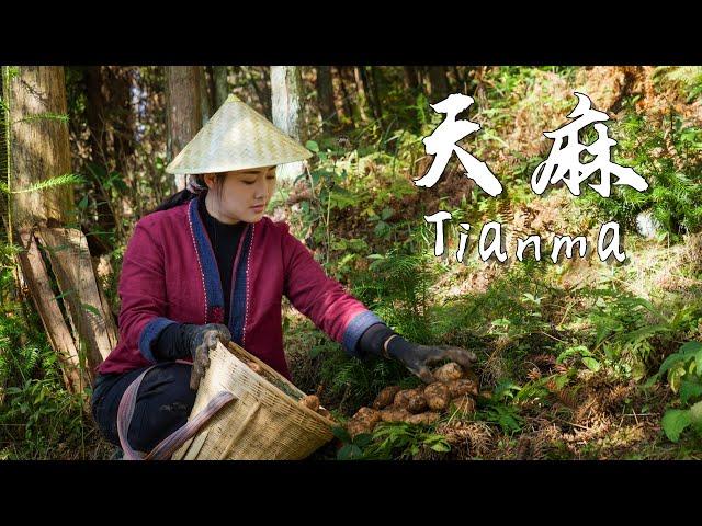 Tianma(Tall Gastrodia Tuber) — A Sweet, Glutinous, Nourishing Herb Without Leaves【滇西小哥】