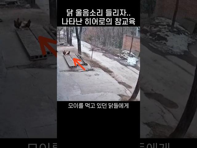 "감히 우리 식구를 건드려?.." 닭 쫓던 개가 울면서 도망친 까닭