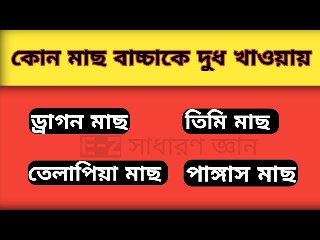 কোন মাছ বাচ্চাকে দুধ খাওয়ায়। জানলে অবাক হবেন।E-Z সাধারণ জ্ঞান।